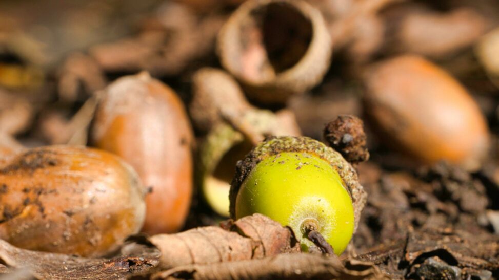 Goodbye 'false autumn', hello 'mast year' here's what it means