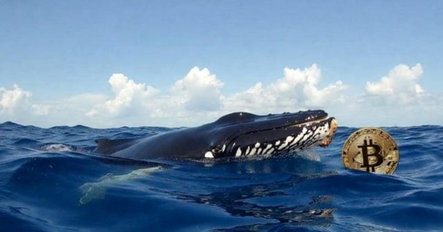 Whales withdraw 1,600 bitcoin worth nearly $144m from binance