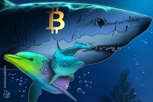 Bitcoin sharks stack at the fastest pace in 13 years, with btc down 30%