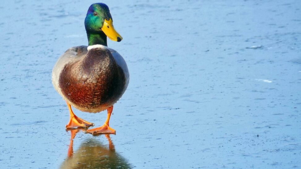 On thin ice: crypto daybook americas