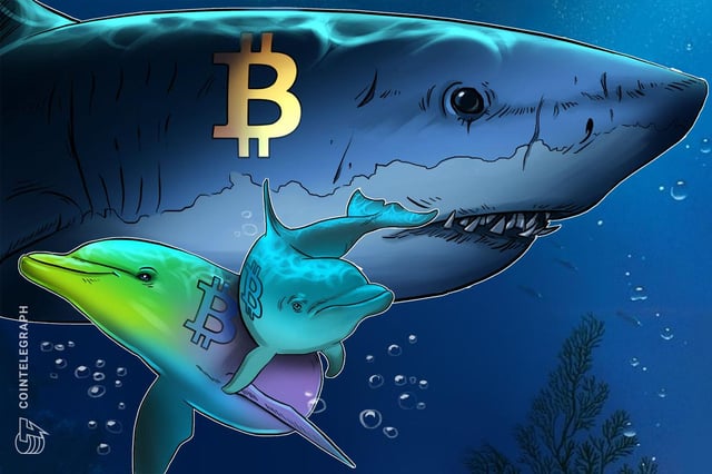 Bitcoin sharks stack at fastest pace in 13 years, with btc down 30%