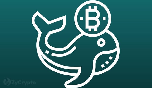 Bitcoin whales sold $15 billion btc in 2025 as further price correction expected