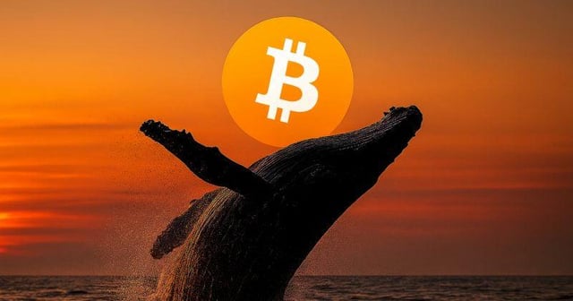 Bitcoin whales accumulate 54k btc worth $4.66b as market trades sideways