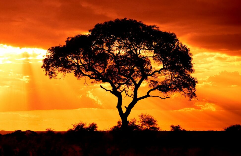 Wisdomtree expands tokenized fund access to solana in multichain push