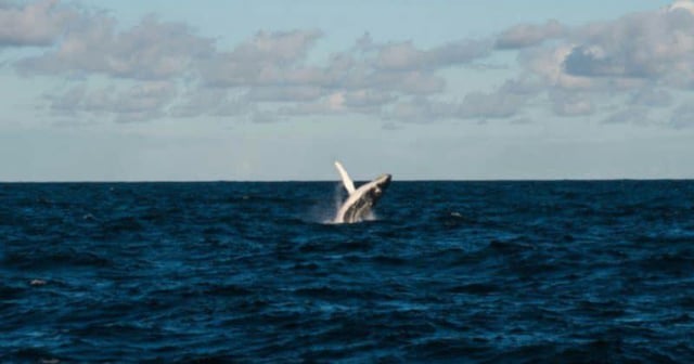 Ethereum og whale wakes up after nine years, deposits 50k eth into gemini