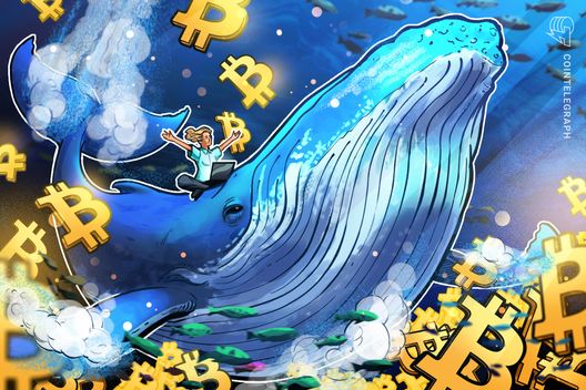 Bitcoin whale holdings hit five month high: is btc headed to $80k next?