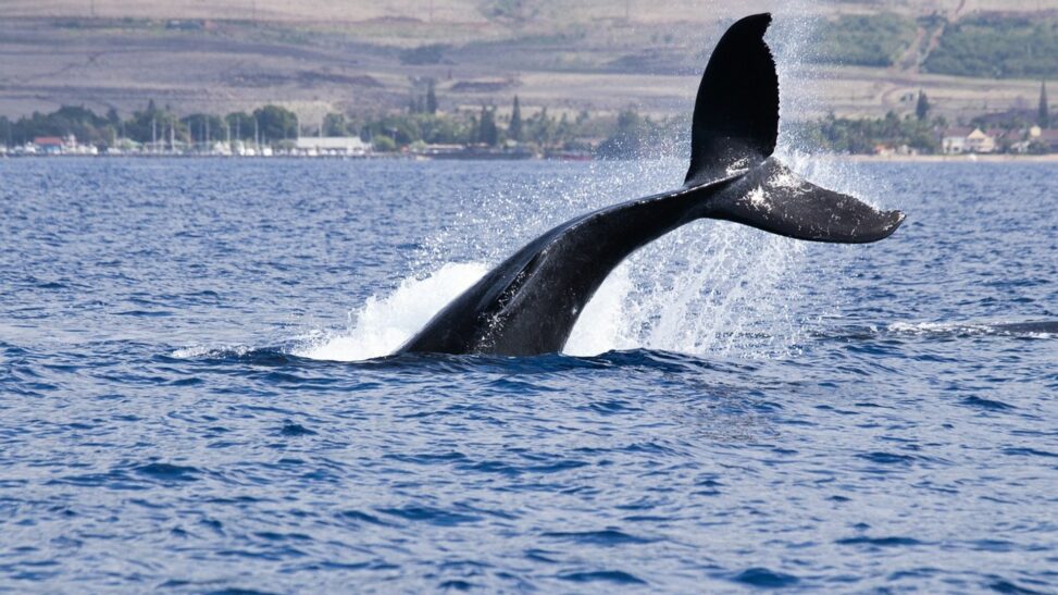 Bitcoin whales build long positions as funding stays deeply negative