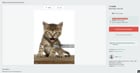 I found the name of the kitty from roaring kitty's profile picture