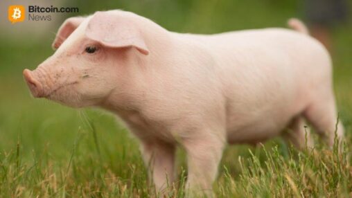 China confirms participation in ‘first of its kind’ anti pig butchering operation