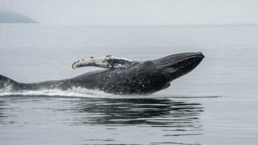 A whale just opened $48 million in shorts against bitcoin, solana and ethereum
