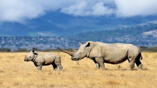 Safaricom teams with chainalysis as ai hunts payments linked to illegal wildlife trade