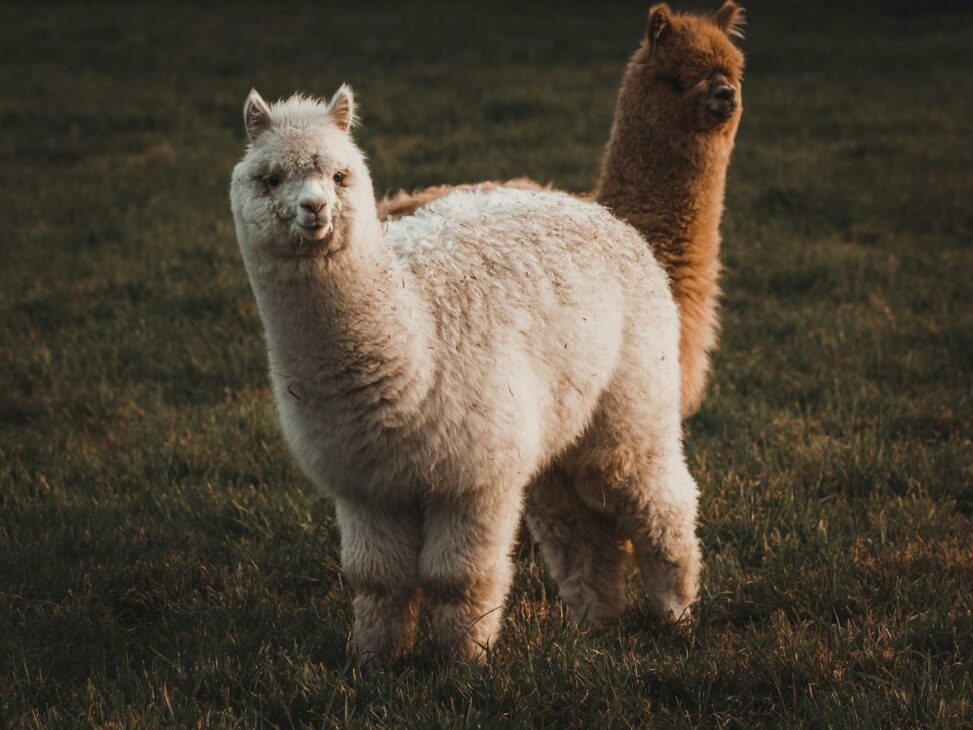 Crypto brokerage firm alpaca raises $135 million for tokenized stock infrastructure