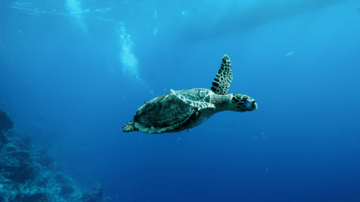 China warns of ‘spy turtles’ fitted with sensors in its territorial waters