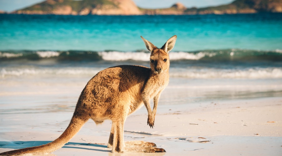 Fake news articles, over 4,000 aussie victims: an israeli network behind investment fraud