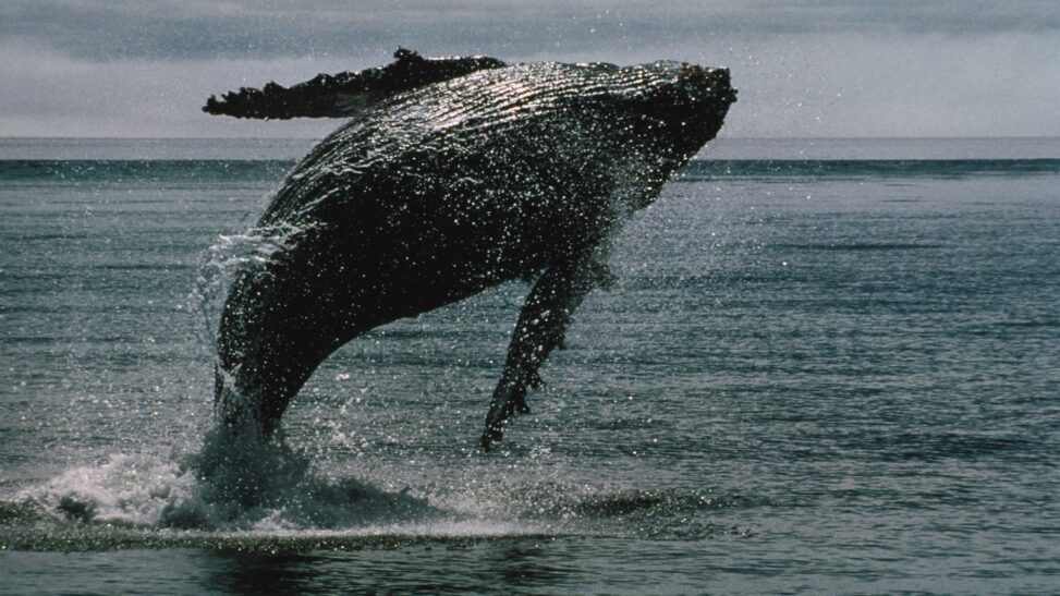 Wall street is making it easier for bitcoin whales to ditch self custody: report