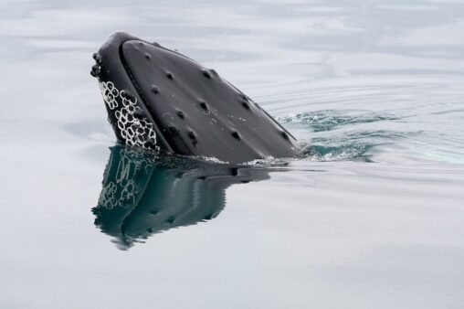 Bitcoin whales load up on $1.2 billion in btc as etfs attract $750 million