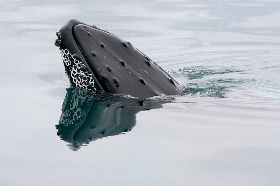Bitcoin whales load up on $1.2 billion in btc as etfs attract $750 million