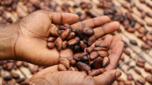 Tracking cocoa may be just the beginning for pwc, merck, hashgraph provenance system