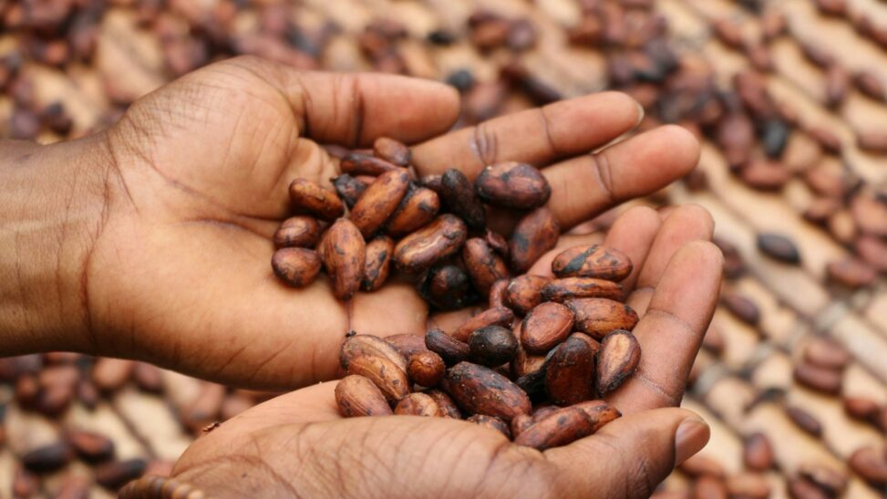 Tracking cocoa may be just the beginning for pwc, merck, hashgraph provenance system