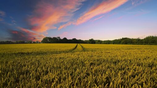 Indian agri warehouse giant is putting $2 billion in grain backed loans onchain