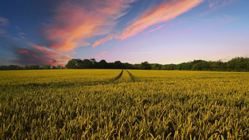 Indian agri warehouse giant is putting $2 billion in grain backed loans onchain