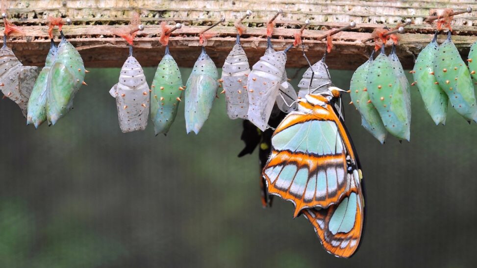 A $3.2 million 'bitcoin butterfly' option trade bets on $95,000 by the end of october