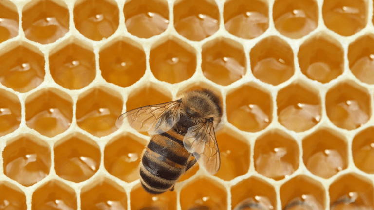 In 1984, nasa sent 3,301 bees to space and they built comb in seven days