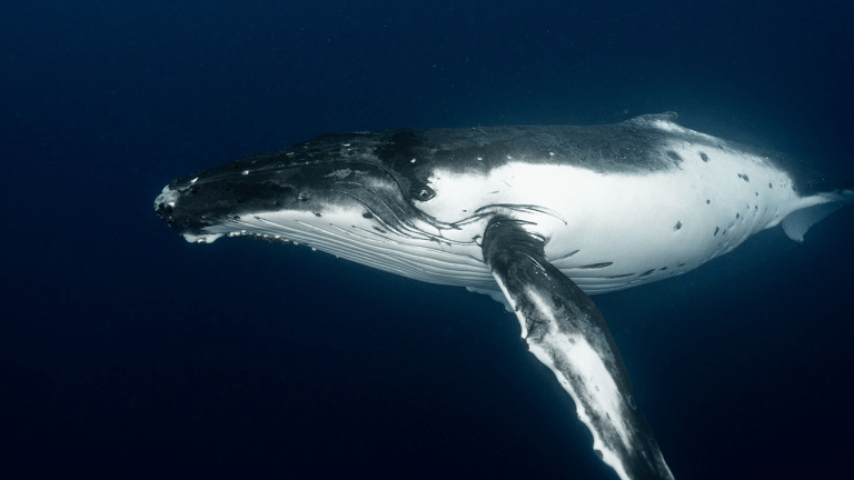 Satoshi era bitcoin whale awakens, moves $48m in vintage btc