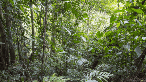 Sixteen years after 12,000 tons of orange peels, a costa rica forest grew back