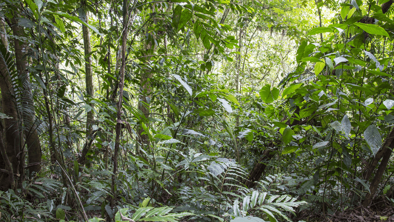 Sixteen years after 12,000 tons of orange peels, a costa rica forest grew back