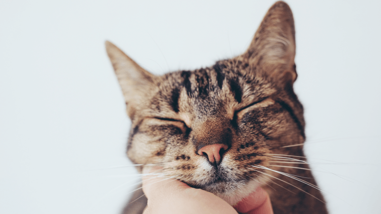 Your cat’s unique vocalization may mimic the sound of an infants cry