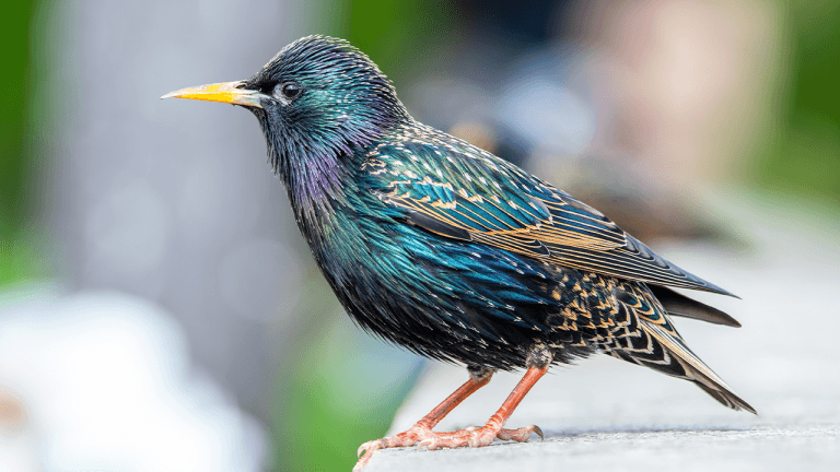 Birds across europe flee sooner when a woman approaches than a man, and scientists have no idea why