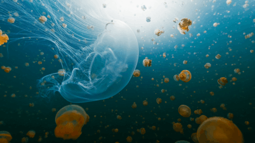 Nasa sent thousands of jellyfish to space in 1991. the babies born up there couldn’t handle earth