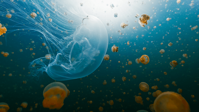 Nasa sent thousands of jellyfish to space in 1991. the babies born up there couldn’t handle earth