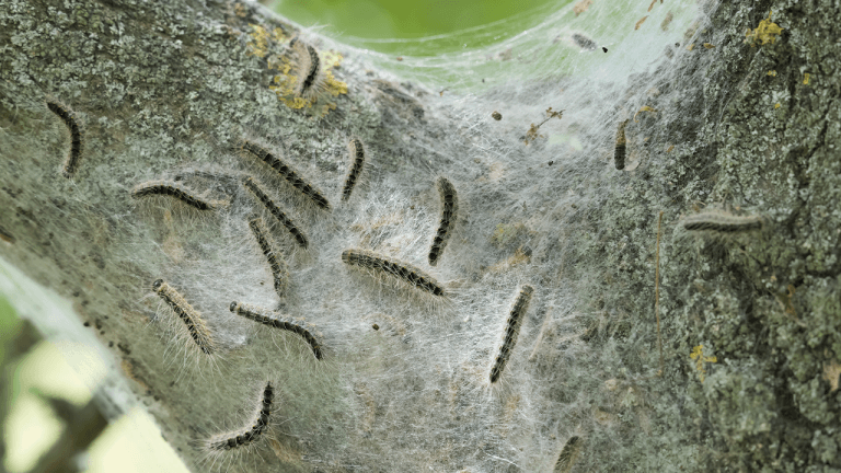 Oak trees have a sneaky trick to starve the caterpillars eating them