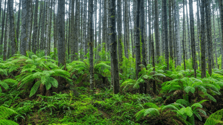 Scientists stumbled back onto a forest experiment abandoned for 30 years, and the results stunned them